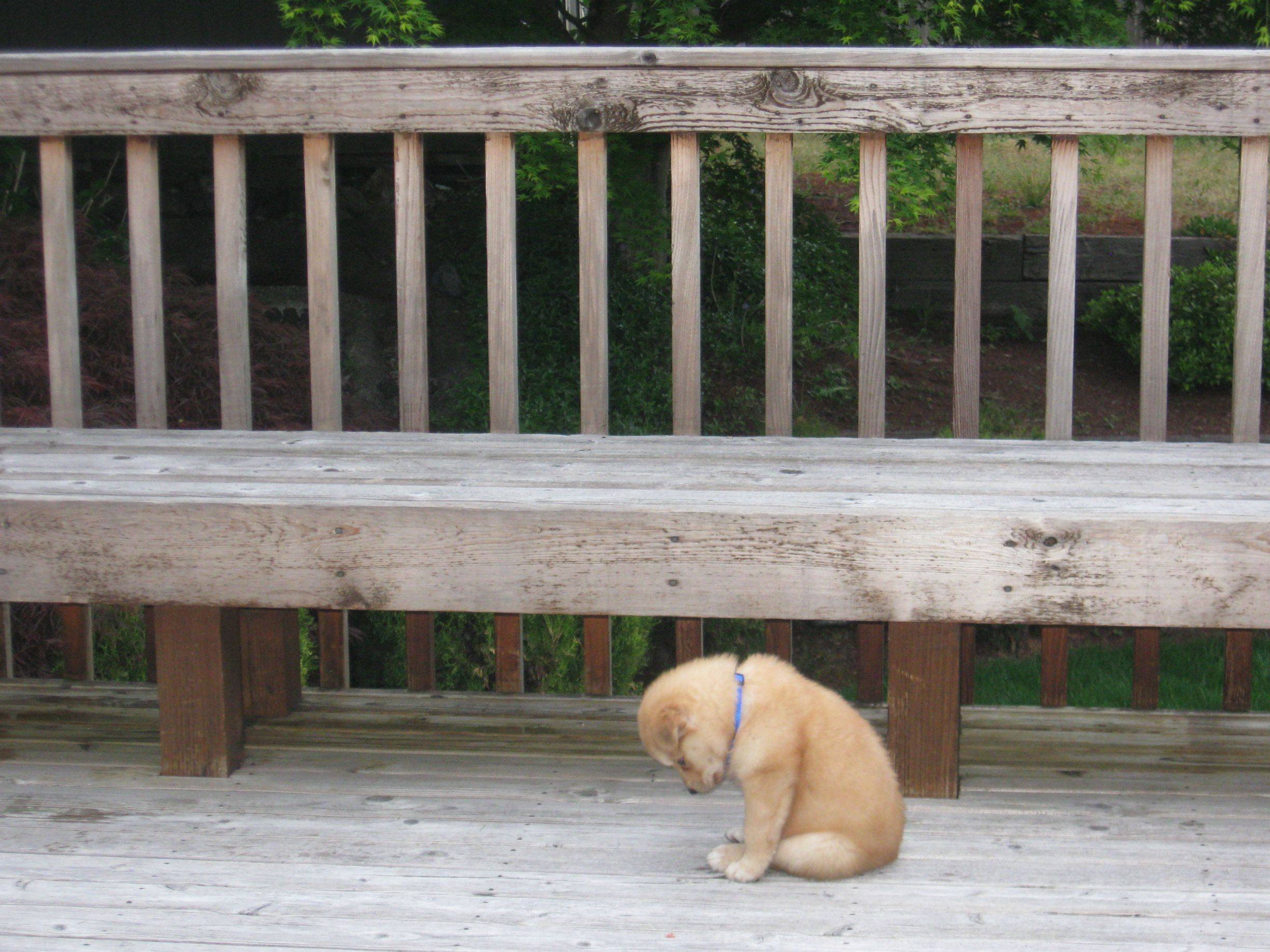 a very sad puppy with its head down, alone next to a park bench. It has been left behind and is very lonely.